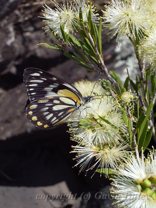 Butterfly on Callistemon, Dangar Falls IMGP0783.JPG